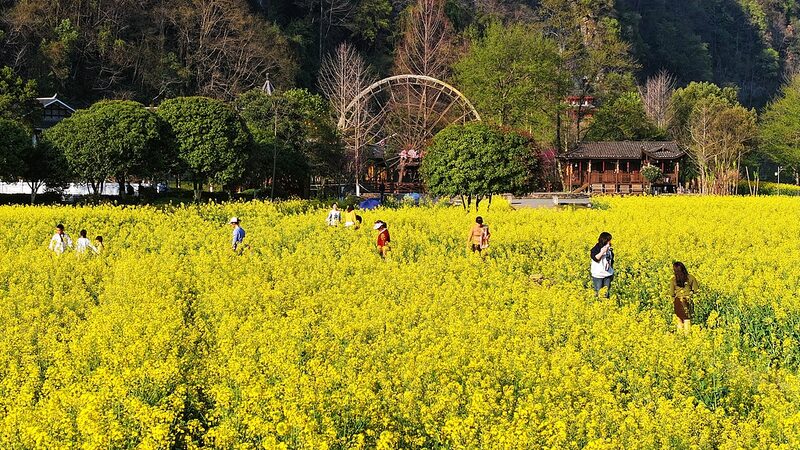 Golden Blooms Paint Spring Magic in China's Anhui 🌼 video poster