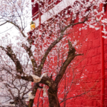 6KPU3MXT6SX5IN085B0C - 🌍NewspaperAmigo – Your Global News Buddy 🗞️ Peach Blossoms Transform Pabongka Temple into Spring Wonderland 🌸