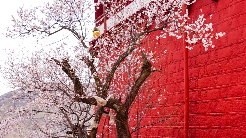 6KPU3MXT6SX5IN085B0C - 🌍NewspaperAmigo – Your Global News Buddy 🗞️ Peach Blossoms Transform Pabongka Temple into Spring Wonderland 🌸