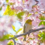 7F7NL7POL226DCU6F6NF-2 - 🌍NewspaperAmigo – Your Global News Buddy 🗞️ Shanghai’s Cherry Blossom Wonderland Draws Spring Crowds 🌸