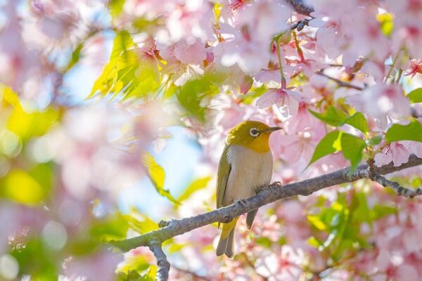 Shanghai’s Cherry Blossom Wonderland Draws Spring Crowds 🌸 Shanghai’s Cherry Blossom Wonderland Draws Spring Crowds 🌸