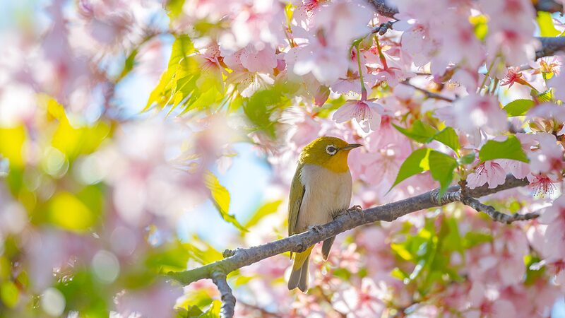 7F7NL7POL226DCU6F6NF-2 - 🌍NewspaperAmigo – Your Global News Buddy 🗞️ Shanghai’s Cherry Blossom Wonderland Draws Spring Crowds 🌸