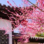 7TQ3BJPJLB1ZVAKXPRVQ - 🌍NewspaperAmigo – Your Global News Buddy 🗞️ Handan's Plum Blossoms Bloom in Vibrant Spring Spectacle 🌸🏯