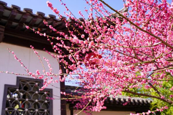 Handan's Plum Blossoms Bloom in Vibrant Spring Spectacle 🌸🏯