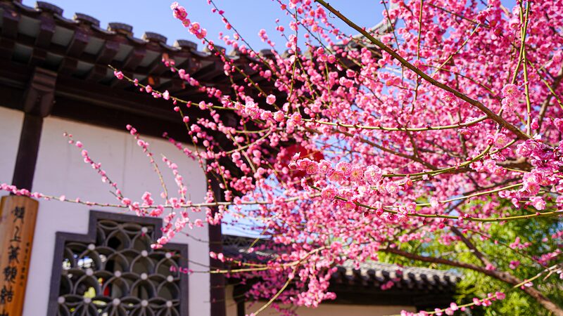 Handan's Plum Blossoms Bloom in Vibrant Spring Spectacle 🌸🏯