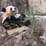 8KG41P7ZFC4XE851HFCE - 🌍NewspaperAmigo – Your Global News Buddy 🗞️ Giant Pandas Bao Li & Qing Bao Make Dazzling D.C. Debut 🐼✨ video poster