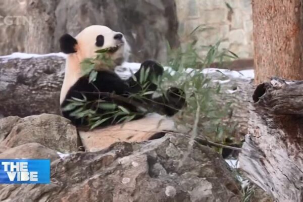 Giant Pandas Bao Li & Qing Bao Make Dazzling D.C. Debut 🐼✨ Giant Pandas Bao Li & Qing Bao Make Dazzling D.C. Debut 🐼✨ video poster