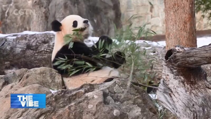8KG41P7ZFC4XE851HFCE - 🌍NewspaperAmigo – Your Global News Buddy 🗞️ Giant Pandas Bao Li & Qing Bao Make Dazzling D.C. Debut 🐼✨ video poster