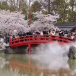 8LCY82ZSYWYZTX0B075F - 🌍NewspaperAmigo – Your Global News Buddy 🗞️ Spring in Full Bloom 🌸: Wuhan’s East Lake Transforms Into Cherry Blossom Paradise video poster
