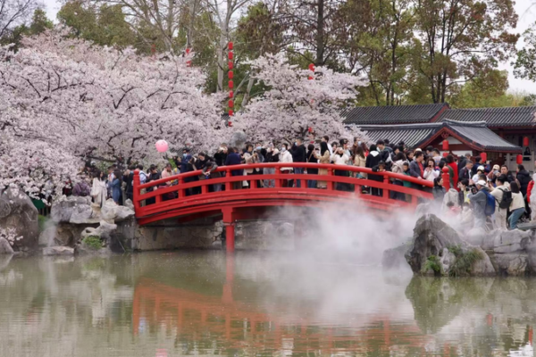 Spring in Full Bloom 🌸: Wuhan’s East Lake Transforms Into Cherry Blossom Paradise Spring in Full Bloom 🌸: Wuhan’s East Lake Transforms Into Cherry Blossom Paradise video poster