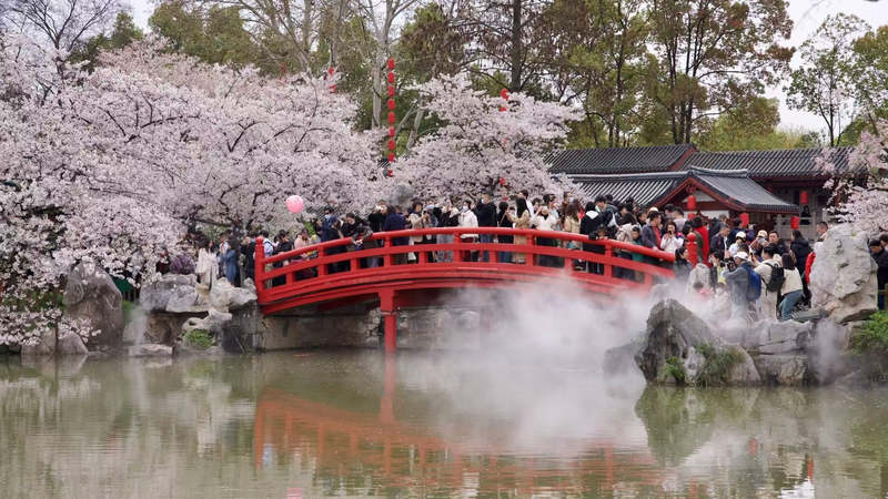 Spring in Full Bloom 🌸: Wuhan’s East Lake Transforms Into Cherry Blossom Paradise video poster