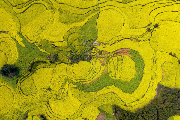 Yunnan’s Golden Blooms Paint Spring Magic 🌼✨