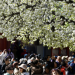 9SA99NO33ENWY3NQZIRK - 🌍NewspaperAmigo – Your Global News Buddy 🗞️ Beijing's Zhihua Temple Blooms with Historic Pear Trees 🌸🏯