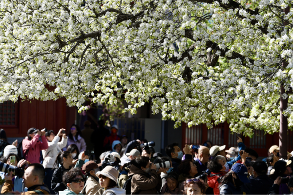 Beijing’s Zhihua Temple Blooms with Historic Pear Trees 🌸🏯 Beijing's Zhihua Temple Blooms with Historic Pear Trees 🌸🏯