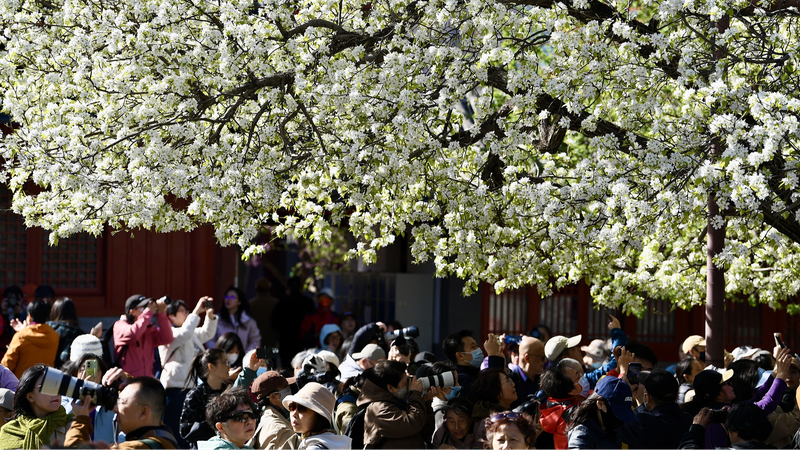 Beijing's Zhihua Temple Blooms with Historic Pear Trees 🌸🏯