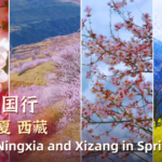 BMCG2WUS0GTNY8ADLVRE - 🌍NewspaperAmigo – Your Global News Buddy 🗞️ China's Peach Blossom Spring: Nature's Ultimate Pink Dream 🌸🏔️ video poster