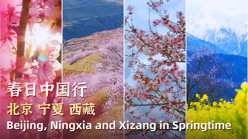 China's Peach Blossom Spring: Nature's Ultimate Pink Dream 🌸🏔️ video poster