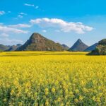 Blooms___Views__Yunnan_s_Golden_Rapeseed_Flowers_Paint_Spring_Dreams_____poster - 🌍NewspaperAmigo – Your Global News Buddy 🗞️ Blooms___Views__Yunnan_s_Golden_Rapeseed_Flowers_Paint_Spring_Dreams____ video poster