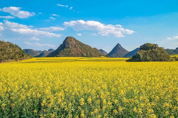 Blooms & Views: Yunnan’s Golden Rapeseed Flowers Paint Spring Dreams 🌼🏞️ Blooms___Views__Yunnan_s_Golden_Rapeseed_Flowers_Paint_Spring_Dreams____ video poster