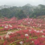 Cherry_Blossom_Boom__Rural_Guizhou_s_Pink_Spring_Attracts_Global_Wanderers - 🌍NewspaperAmigo – Your Global News Buddy 🗞️ __Cherry_Blossom_Boom__Rural_Guizhou_s_Pink_Spring_Attracts_Global_Wanderers