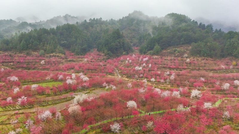 Cherry_Blossom_Boom__Rural_Guizhou_s_Pink_Spring_Attracts_Global_Wanderers - 🌍NewspaperAmigo – Your Global News Buddy 🗞️ __Cherry_Blossom_Boom__Rural_Guizhou_s_Pink_Spring_Attracts_Global_Wanderers