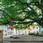 China_Steps_Up_Protection_for_Ancient_Trees_with_New_Law - 🌍NewspaperAmigo – Your Global News Buddy 🗞️ __China_Steps_Up_Protection_for_Ancient_Trees_with_New_Law