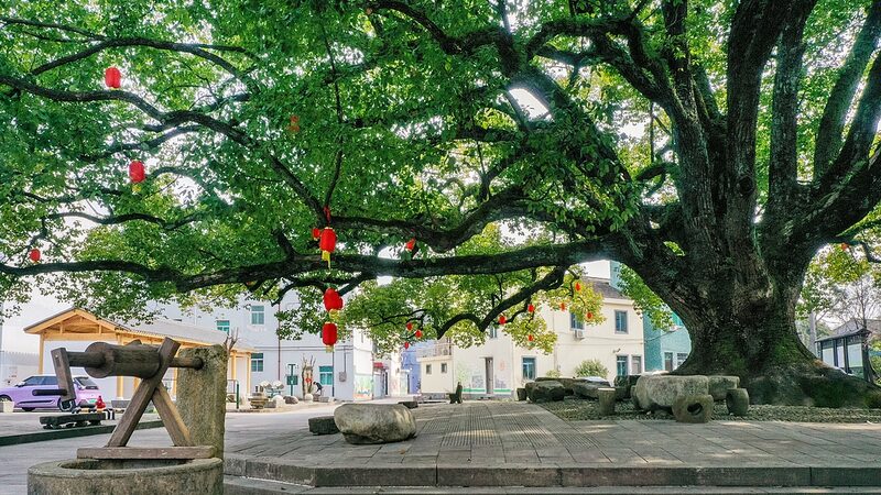 __China_Steps_Up_Protection_for_Ancient_Trees_with_New_Law