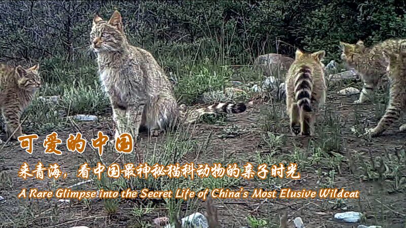 China_s_Desert_Cat_Family_Steals_the_Spotlight___