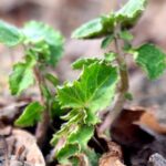 Chinese_Bio_Breakthrough__Nanomaterials_Boost_Crop_Growth___ - 🌍NewspaperAmigo – Your Global News Buddy 🗞️ Chinese_Bio_Breakthrough__Nanomaterials_Boost_Crop_Growth___