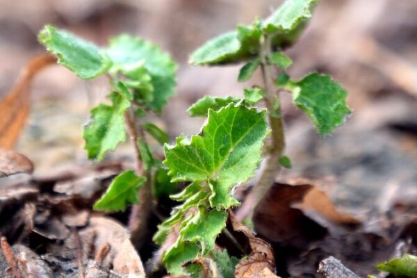 Chinese Bio Breakthrough: Nanomaterials Boost Crop Growth 🌱✨ Chinese_Bio_Breakthrough__Nanomaterials_Boost_Crop_Growth___