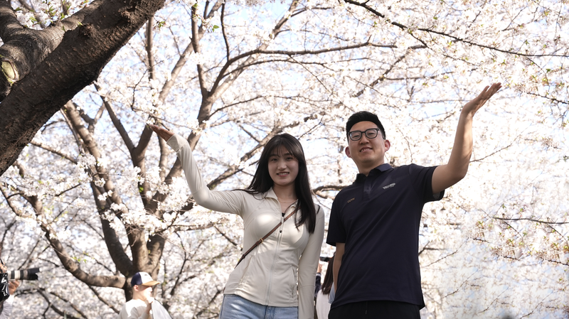 Blossoms Meet Bytes: Wuhan’s Cherry Avenue Merges Tech & Tradition 🌸💻 Blossoms Meet Bytes: Wuhan’s Cherry Avenue Merges Tech & Tradition 🌸💻 video poster