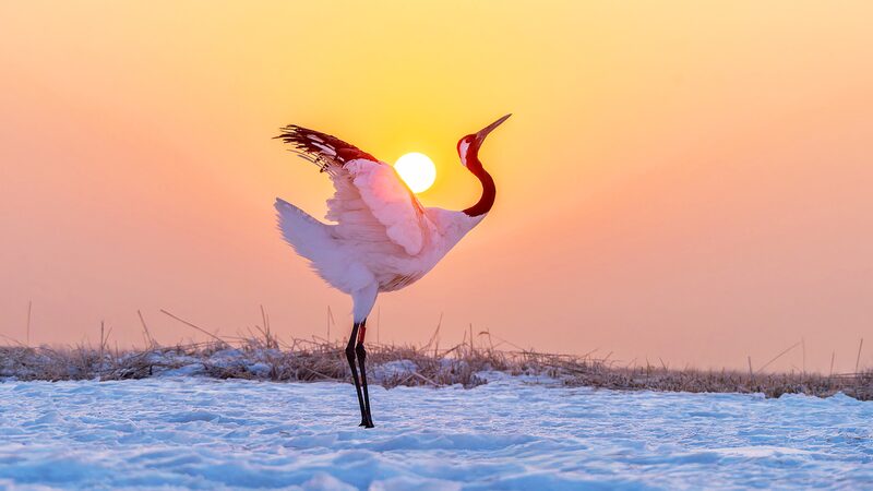 Dancing with Red-Crowned Cranes 🕊️ Dancing_with_Red_Crowned_Cranes___