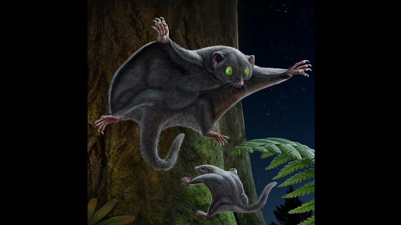 Dark_Fur__How_Early_Mammals_Evaded_Dinosaurs___