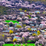 ERFACAMEKSSF38KOS1U0 - 🌍NewspaperAmigo – Your Global News Buddy 🗞️ Spring Blooms Paint Bakang Village in Xizang 🌸🏔️ video poster