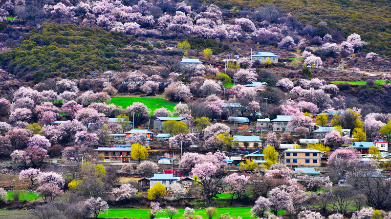Spring Blooms Paint Bakang Village in Xizang 🌸🏔️ video poster