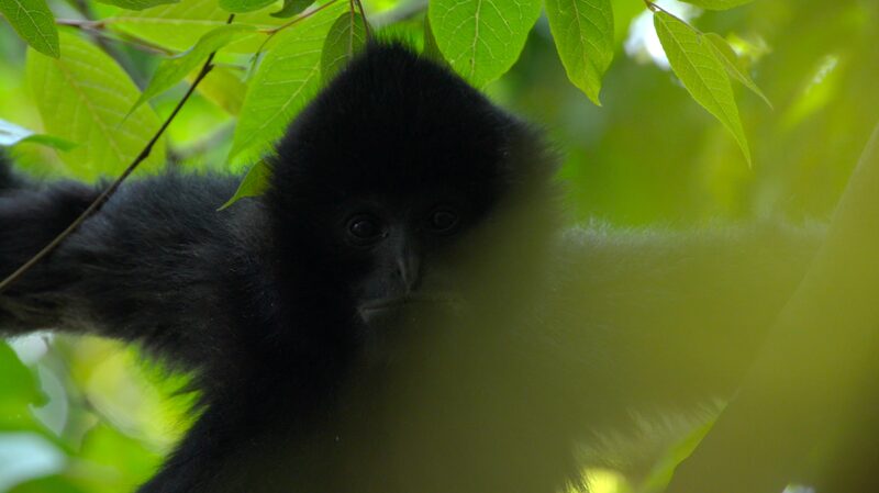 Echoes_in_Yunnan__Gibbons__Roar_and_Human_Harmony____poster - 🌍NewspaperAmigo – Your Global News Buddy 🗞️ Echoes_in_Yunnan__Gibbons__Roar_and_Human_Harmony___ video poster