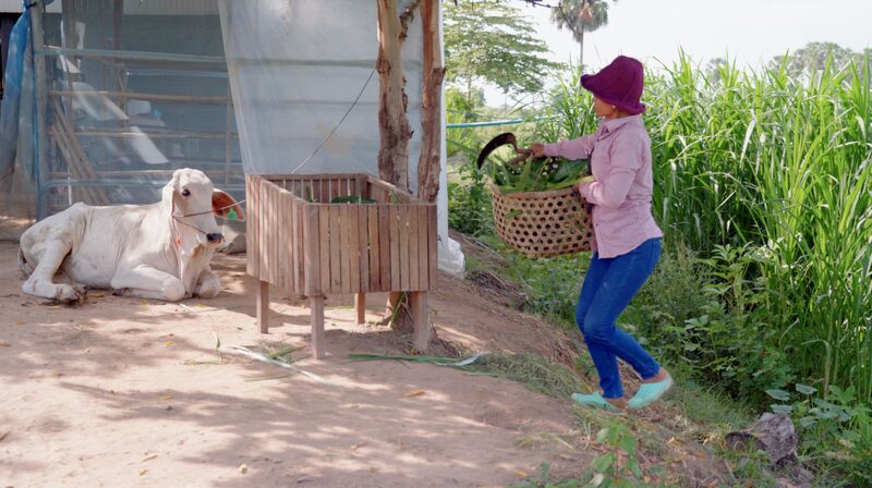 From_Cattle_Woes_to_Mushroom_Wins____A_Cambodian_Entrepreneur_s_Journey video poster