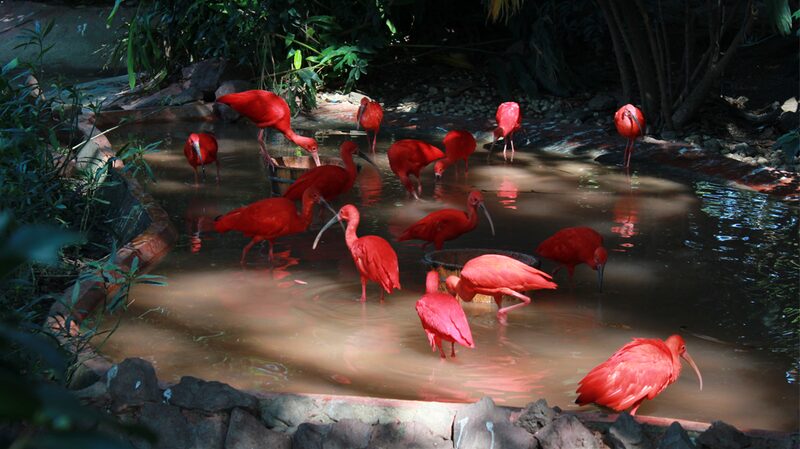 Guangzhou_s_Scarlet_Ibis__Nature_s_Boldest_Red_Takes_Flight__