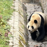 HUTYK7M0FTE3TXSXI2IM - 🌍NewspaperAmigo – Your Global News Buddy 🗞️ Fu Bao’s Comeback: Panda Star Steals Hearts in Sichuan 🐾🌟