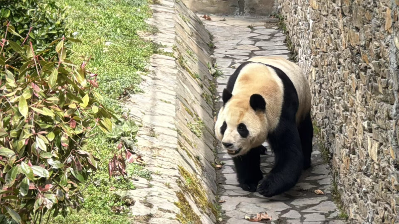 HUTYK7M0FTE3TXSXI2IM - 🌍NewspaperAmigo – Your Global News Buddy 🗞️ Fu Bao’s Comeback: Panda Star Steals Hearts in Sichuan 🐾🌟