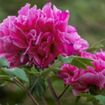 J4XOS9V8FZHAZ232MHCV - 🌍NewspaperAmigo – Your Global News Buddy 🗞️ Luoyang’s Peony Paradise Blooms 🌸✨ | Dive Into China’s Flower Capital!