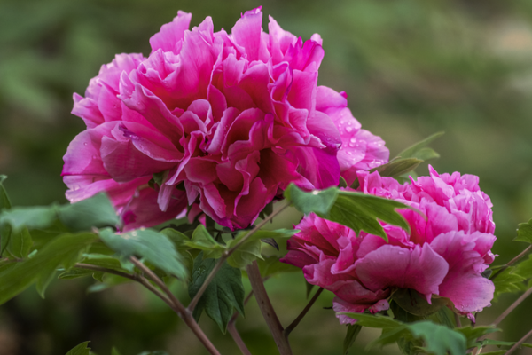 Luoyang’s Peony Paradise Blooms 🌸✨ | Dive Into China’s Flower Capital! Luoyang’s Peony Paradise Blooms 🌸✨ | Dive Into China’s Flower Capital!