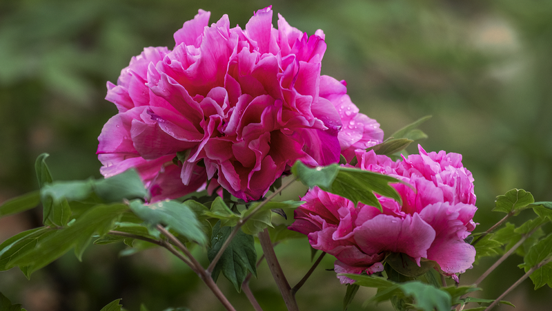 Luoyang’s Peony Paradise Blooms 🌸✨ | Dive Into China’s Flower Capital!