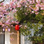 L343E43B6GK55P7L3CJZ - 🌍NewspaperAmigo – Your Global News Buddy 🗞️ Wuxi Blooms: Cherry Blossom Festival Draws Global Crowds 🌸🌍
