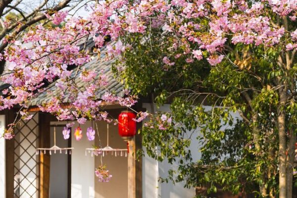Wuxi Blooms: Cherry Blossom Festival Draws Global Crowds 🌸🌍 Wuxi Blooms: Cherry Blossom Festival Draws Global Crowds 🌸🌍