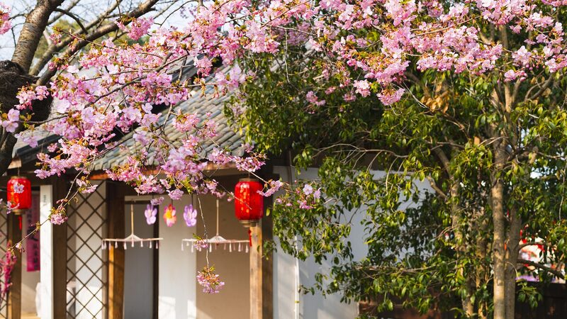 Wuxi Blooms: Cherry Blossom Festival Draws Global Crowds 🌸🌍