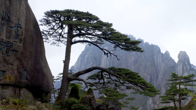 Meet_Hu_Xiaochun__The_Guardian_of_Huangshan_s_Unique_Guest_Greeting_Pine____poster - 🌍NewspaperAmigo – Your Global News Buddy 🗞️ Meet_Hu_Xiaochun__The_Guardian_of_Huangshan_s_Unique_Guest_Greeting_Pine___ video poster