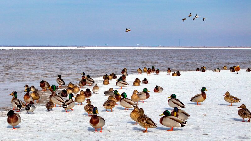 Migratory_Birds_Paint_the_Yellow_River_with_Life___