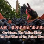 Ningxia_s_Red_Wine_Revolution__From_Yellow_River_to_Global_Spotlight___ video poster