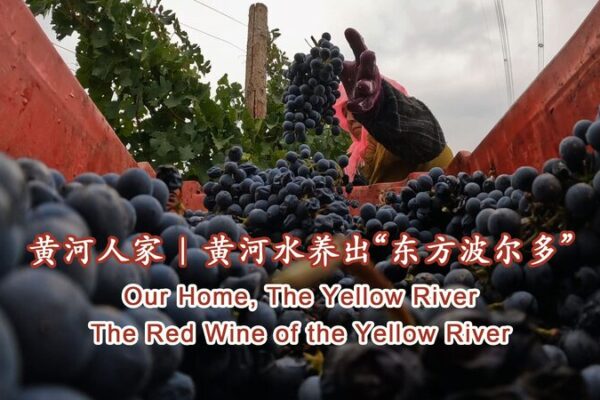 Ningxia’s Red Wine Revolution: From Yellow River to Global Spotlight 🍷✨ Ningxia_s_Red_Wine_Revolution__From_Yellow_River_to_Global_Spotlight___ video poster